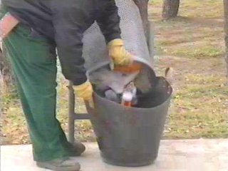 JARDINERO 134  RIESGO LABORAL